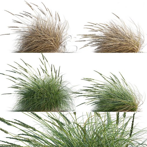 Muhlenbergia rigens -Deer Grass