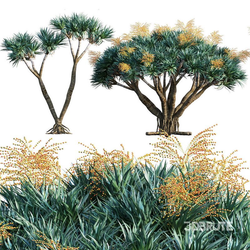 Dracaena Draco-Canary Islands Dragon Tree-03 Image 1
