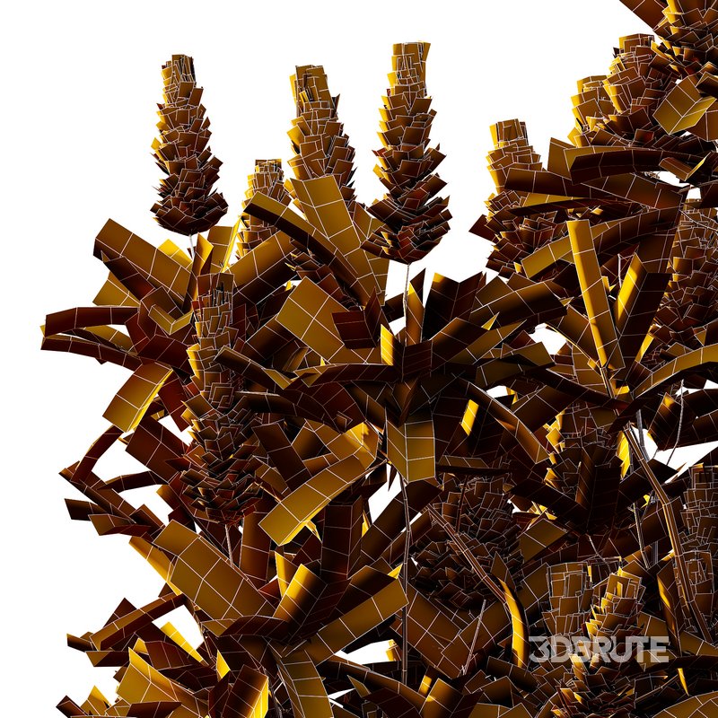 Argyrocytisus battandieri 10 -4 Plants Image 5