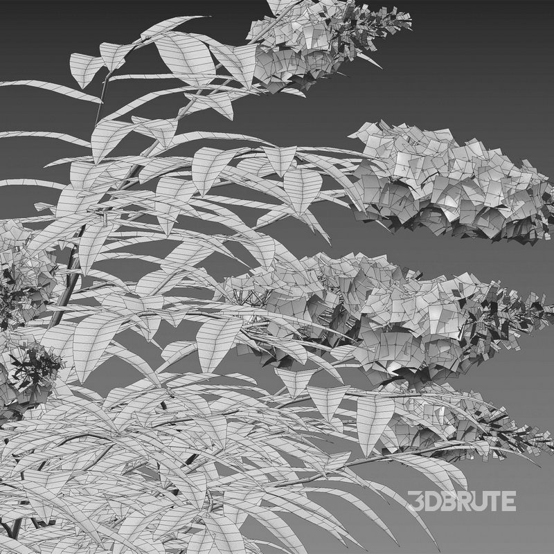 Buddleia – Butterfly Bush Image 4