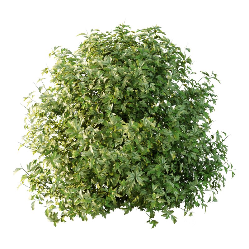 romneya coulter Plant 09 (5 Model) Image 7