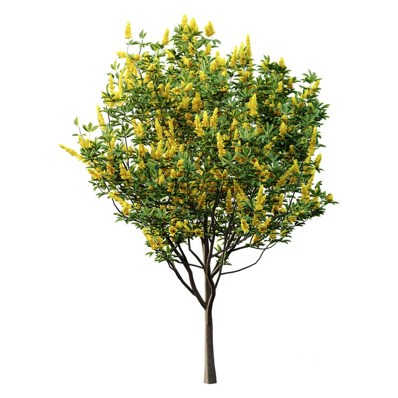 Argyrocytisus battandieri 05 -4 Plants Image 3