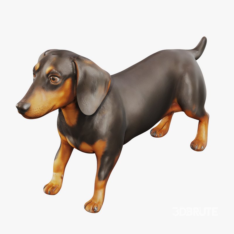 dachshund Image 4