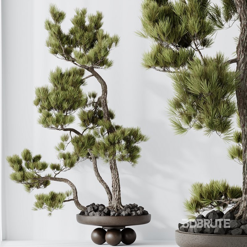 AV Indoor plants set 137 Bonsai Pinus Pentaphylla Thunbergii Image 7