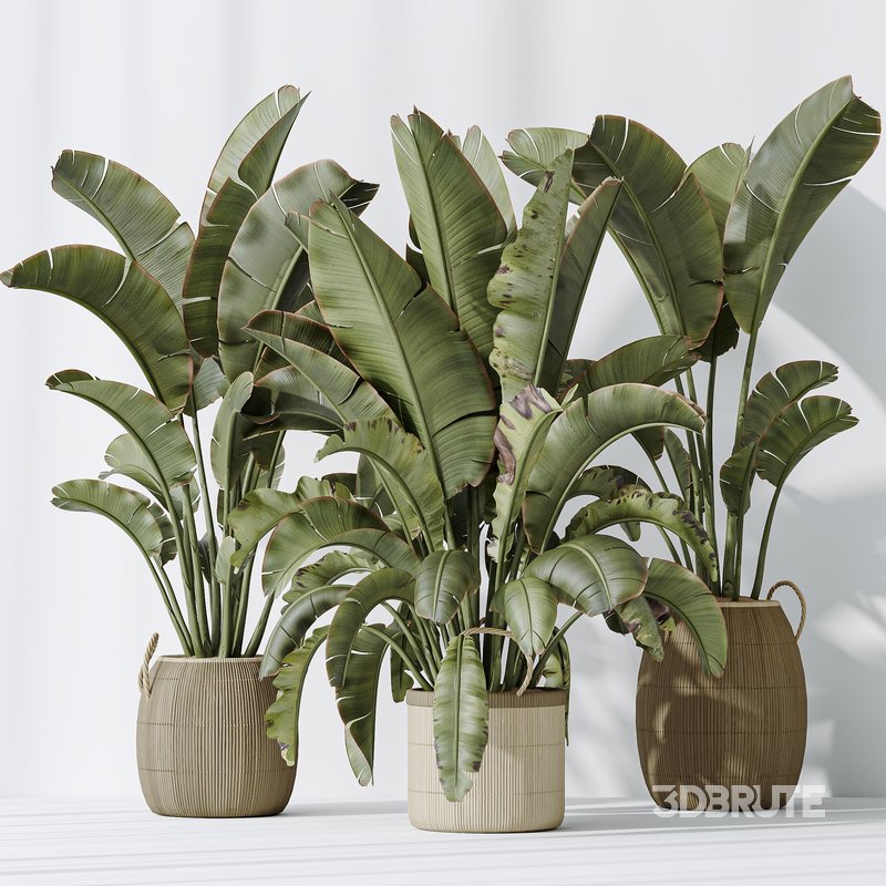 AV Indoor plants set 140 Ravenala Banana Strelitzia Nicolai Bird Of Paradise Image 5