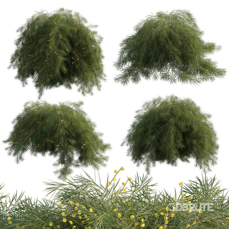 Acacia Cognata Limelight Image 1