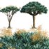 Dracaena Draco-Canary Islands Dragon Tree-04 - Thumbnail 1