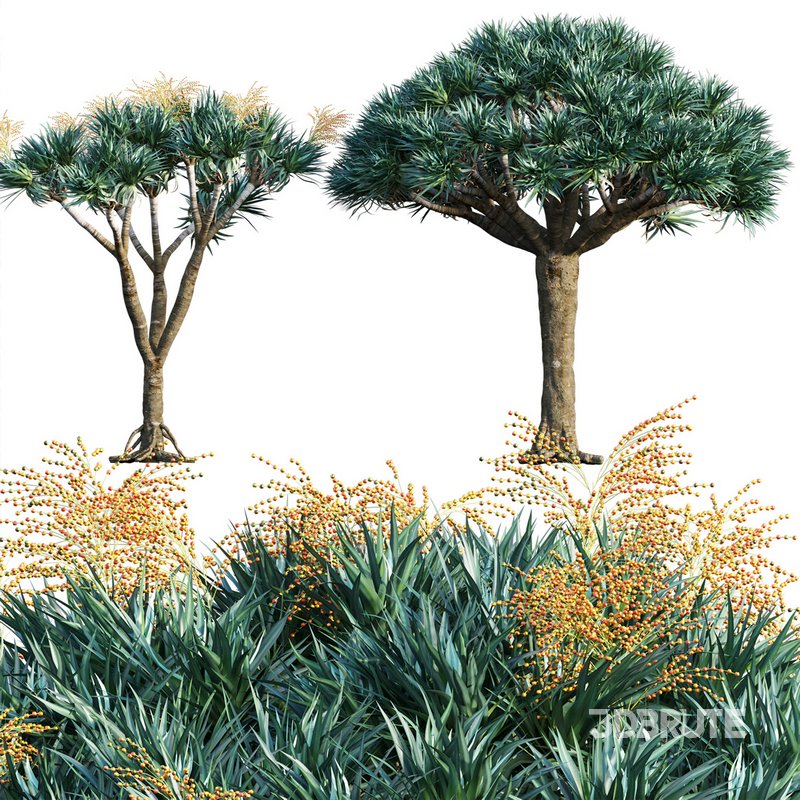 Dracaena Draco-Canary Islands Dragon Tree-04 Image 1