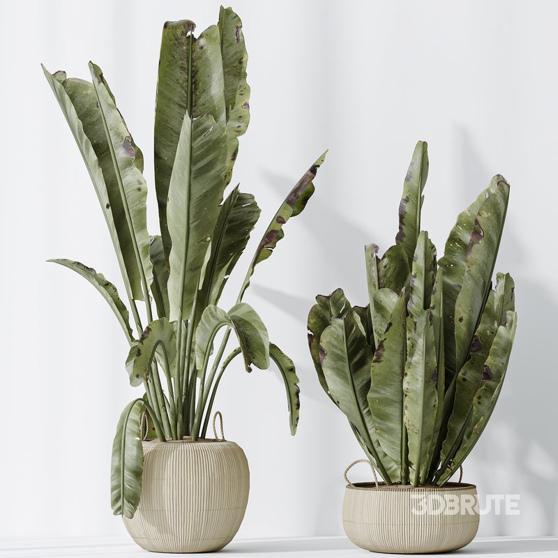 AV Indoor plants set 130 Ravenala Banana Strelitzia Nicolai Bird Of Paradise Image 5