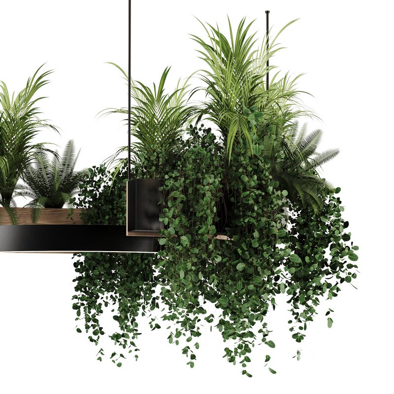 Indoorplants-Hanging plants set-83 Image 5