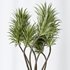 AV Indoor plants set 129 Beech Olea Europaea Olive and Lutescens Areca Palm and Paradise Kentia Everlasting and Yucca Aloifolia - Thumbnail 7