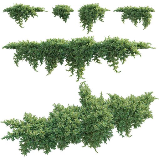 Juniperus procumbens – Garden Juniper 02