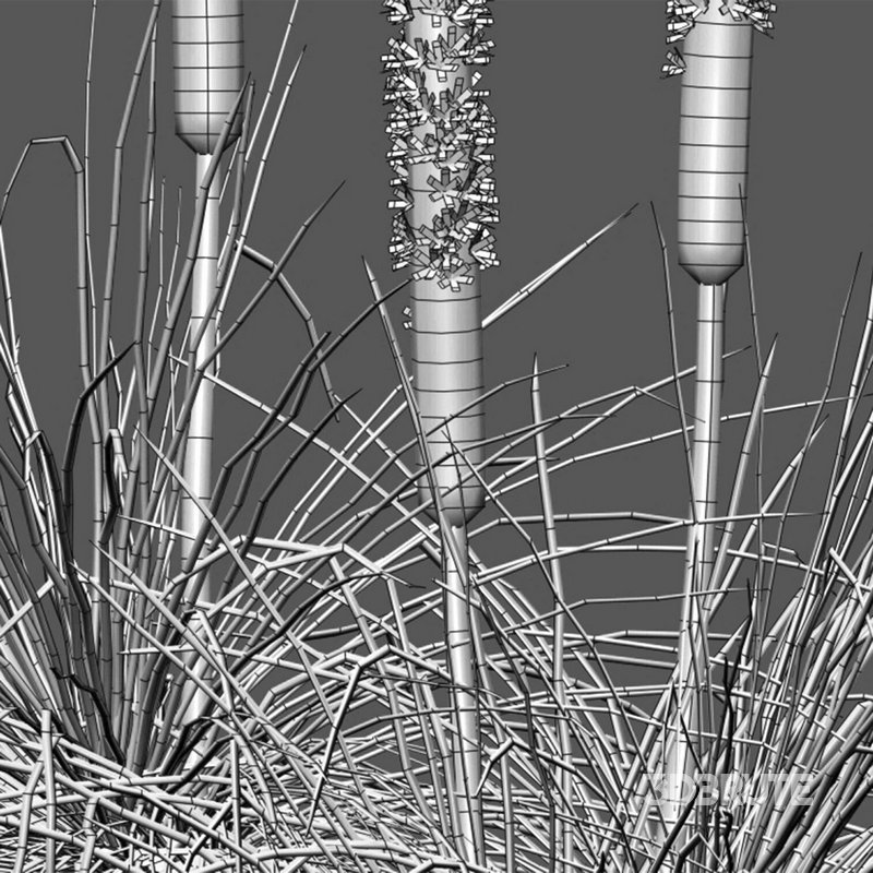 Xanthorrhoea Arborea – Grass Tree – 03 Image 4