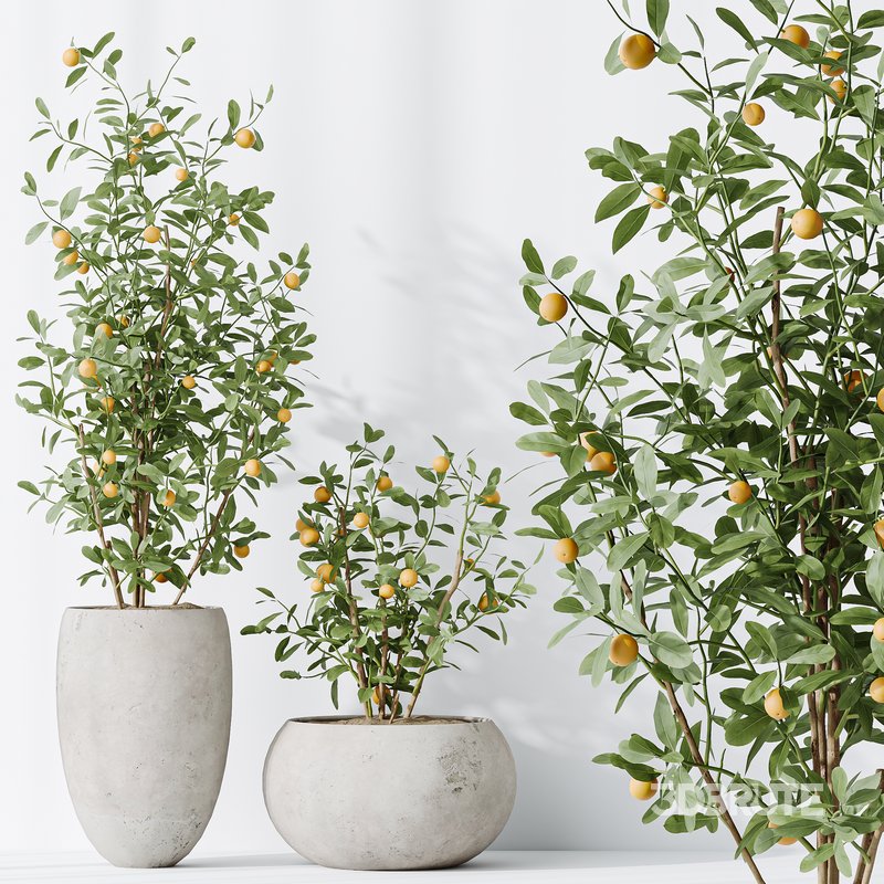 AV Indoor plants set 132 Bonsai China Orange Tree and Beech Olea Europaea Olive and Aloifolia Rostrata Palm Image 5