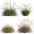 Muhlenbergia rigens -Deer Grass - Thumbnail 1