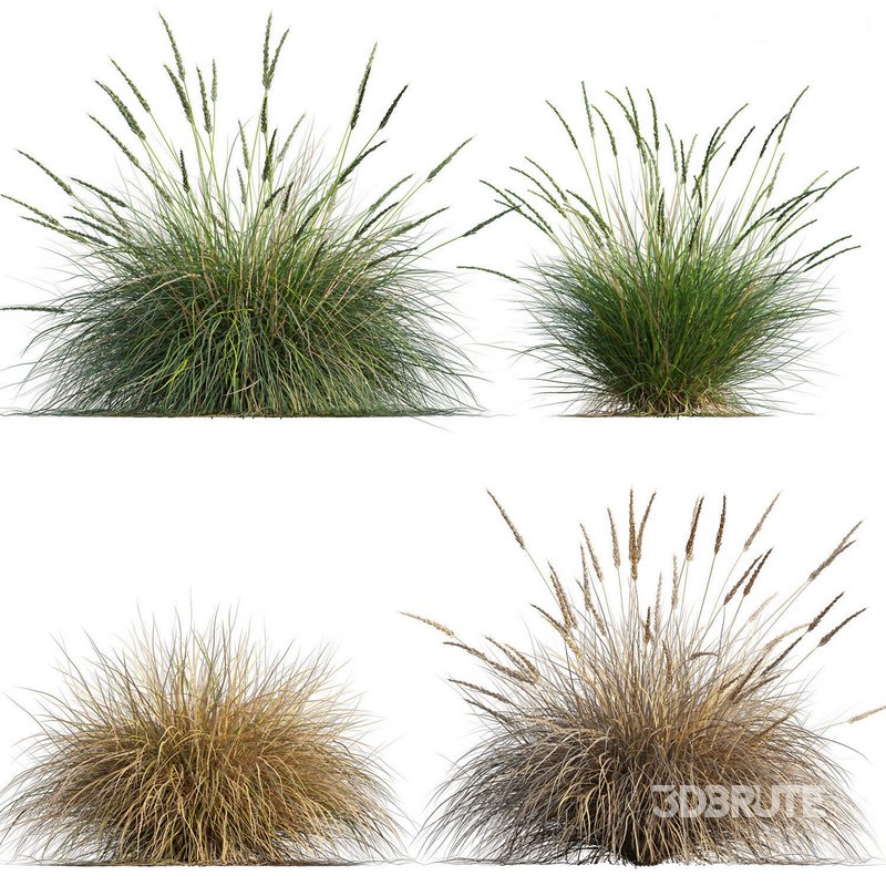 Muhlenbergia rigens -Deer Grass Image 1