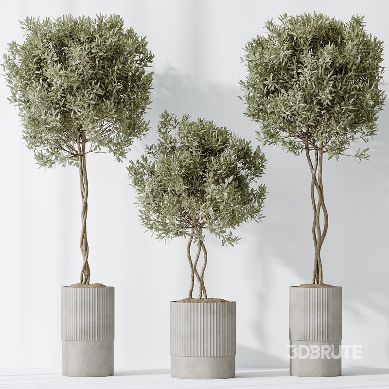 AV Indoor plants set 148 Mission Kalamata Leccino Arbequina Wilsonii Chemlali Olive Image 4