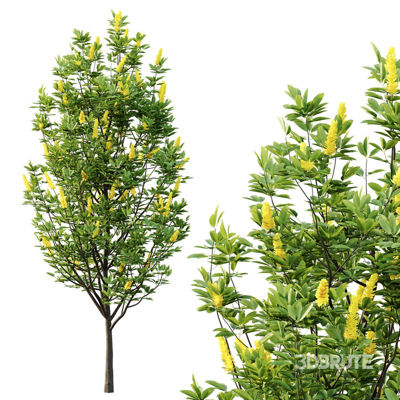 Argyrocytisus battandieri 01 Image 7