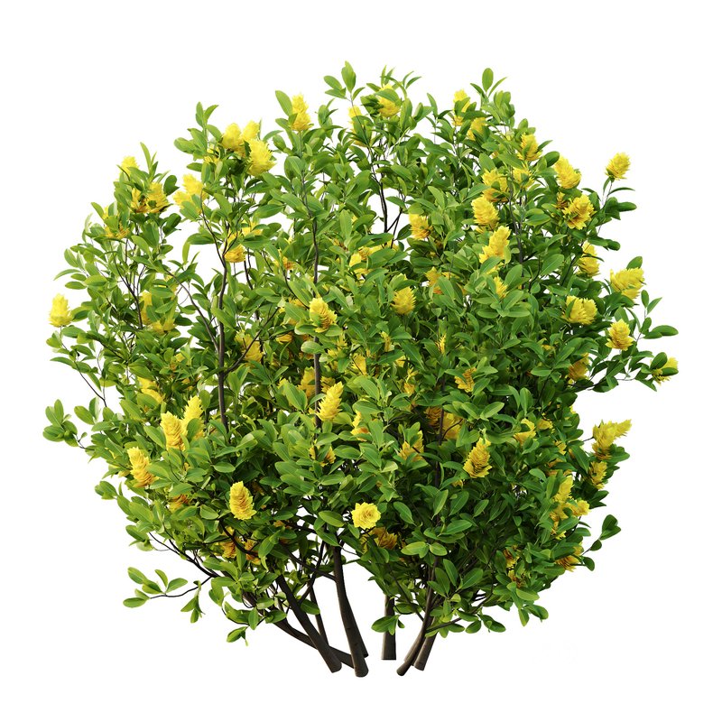 Argyrocytisus battandieri 06 -3Plants Image 2