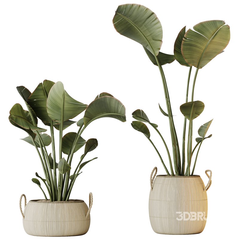 AV Indoor plants set 130 Ravenala Banana Strelitzia Nicolai Bird Of Paradise Image 2