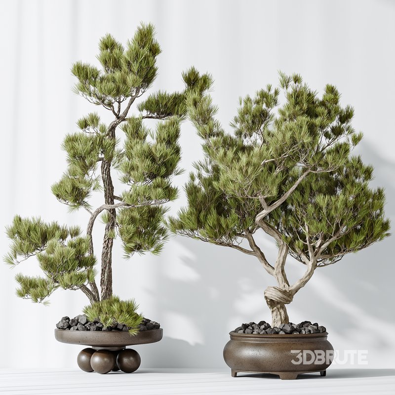 AV Indoor plants set 137 Bonsai Pinus Pentaphylla Thunbergii Image 4