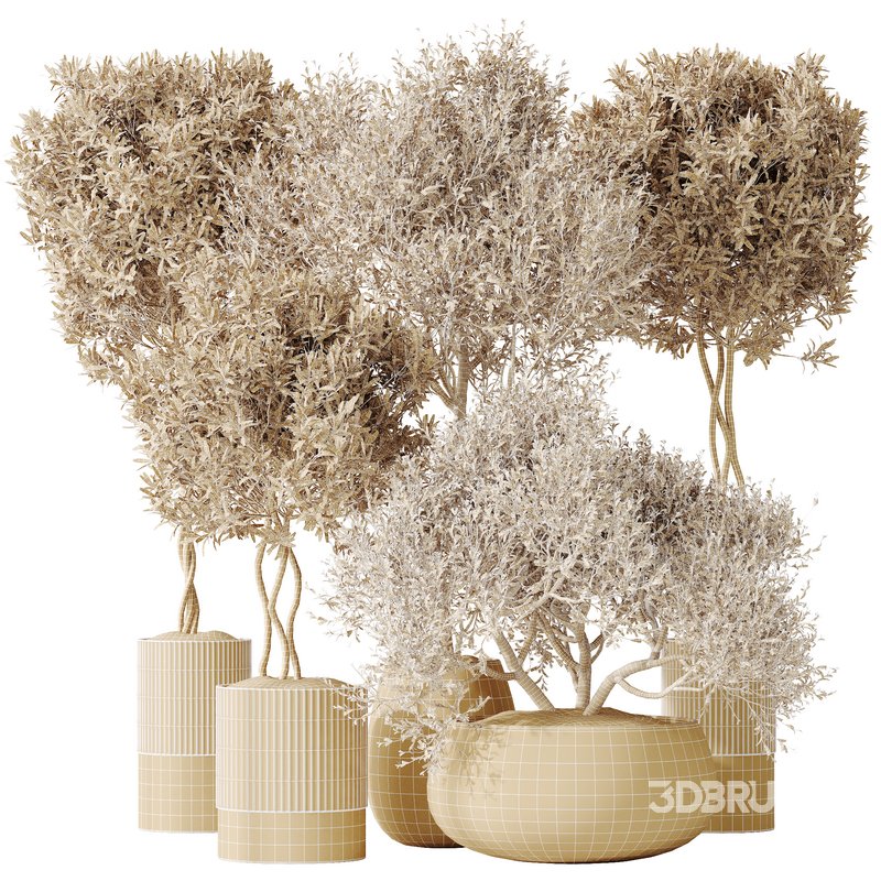 AV Indoor plants set 148 Mission Kalamata Leccino Arbequina Wilsonii Chemlali Olive Image 5