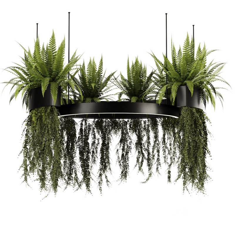 Indoorplants-Hanging plants set-84 Image 4