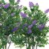 Syringa vulgaris – Common Lilac 04 - Thumbnail 3