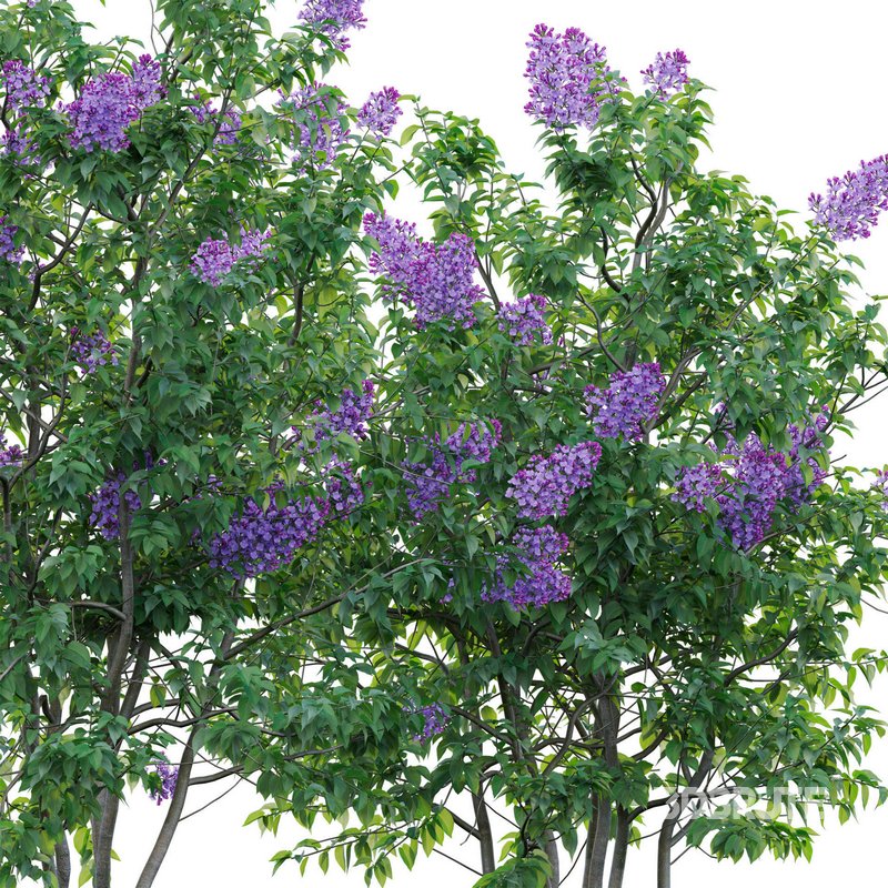 Syringa vulgaris – Common Lilac 04 Image 3