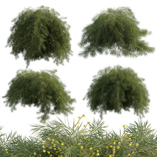 Acacia Cognata Limelight