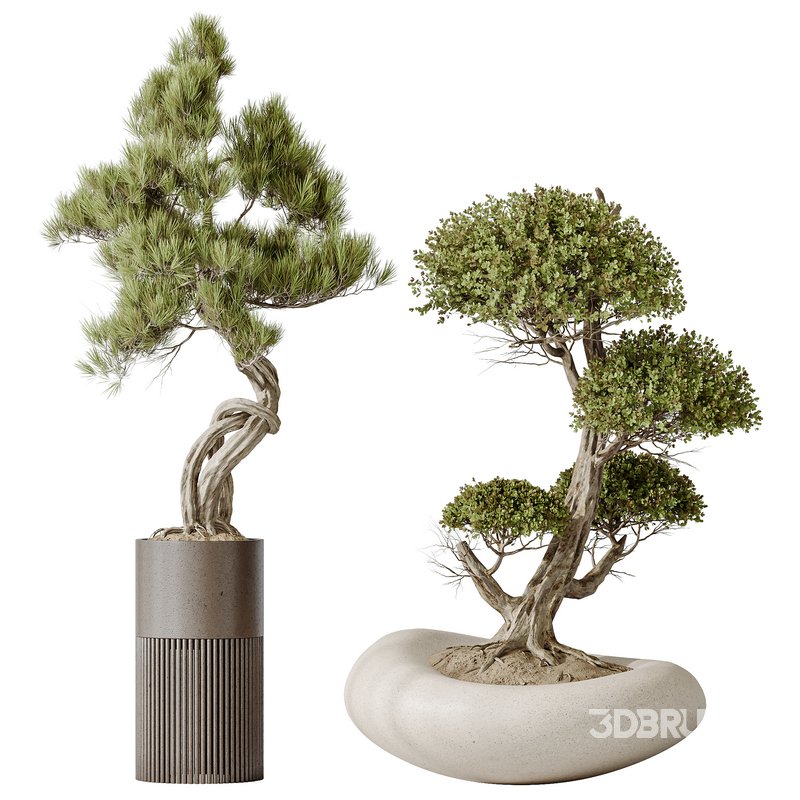 AV Indoor plants set 139 Bonsai Pinus Pentaphylla Thunbergi and Ficus Retusa Microcarpa Bonsai Ginseng Image 4