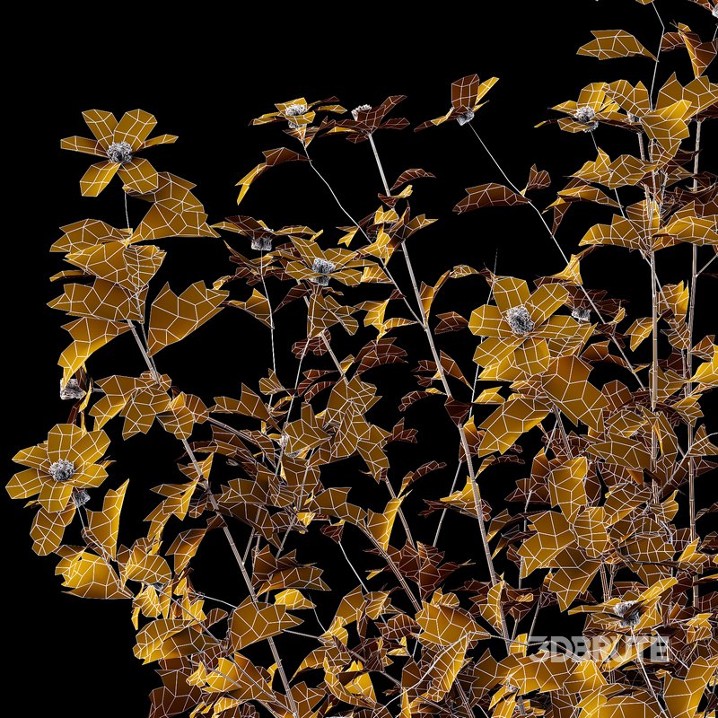 romneya coulter Plant 02 -4 Model Image 4