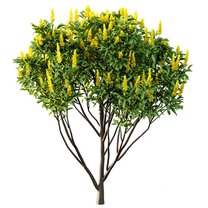 Argyrocytisus battandieri 10 -4 Plants Image 4