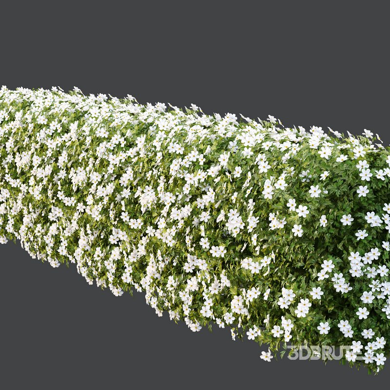 romneya coulter Plant 05 Image 2