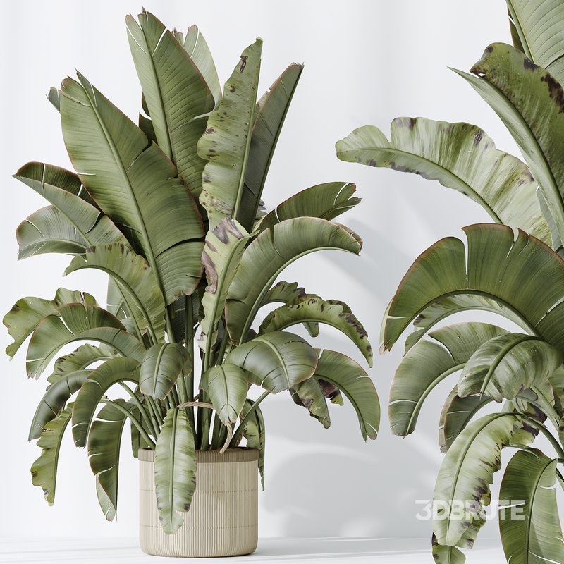 AV Indoor plants set 140 Ravenala Banana Strelitzia Nicolai Bird Of Paradise Image 3