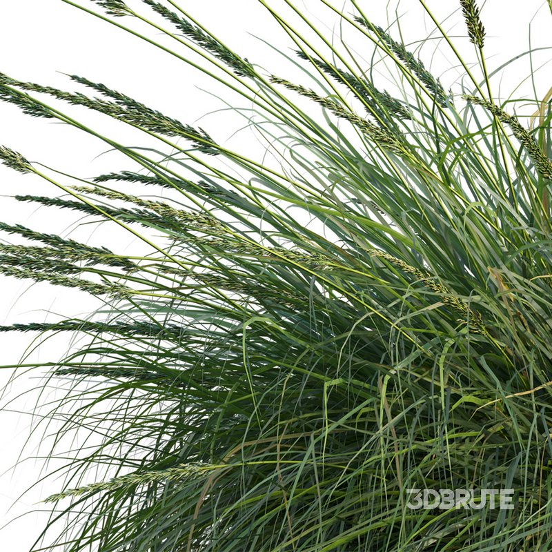 Muhlenbergia rigens -Deer Grass Image 2