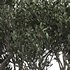 olive tree in concrete pot plant - Thumbnail 3