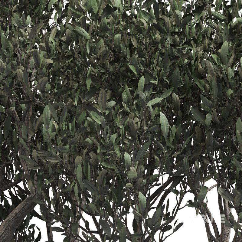 olive tree in concrete pot plant Image 3