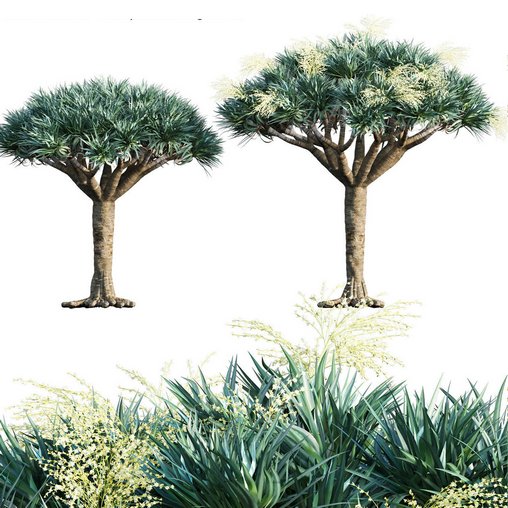 Dracaena Draco-Canary Islands Dragon Tree-02