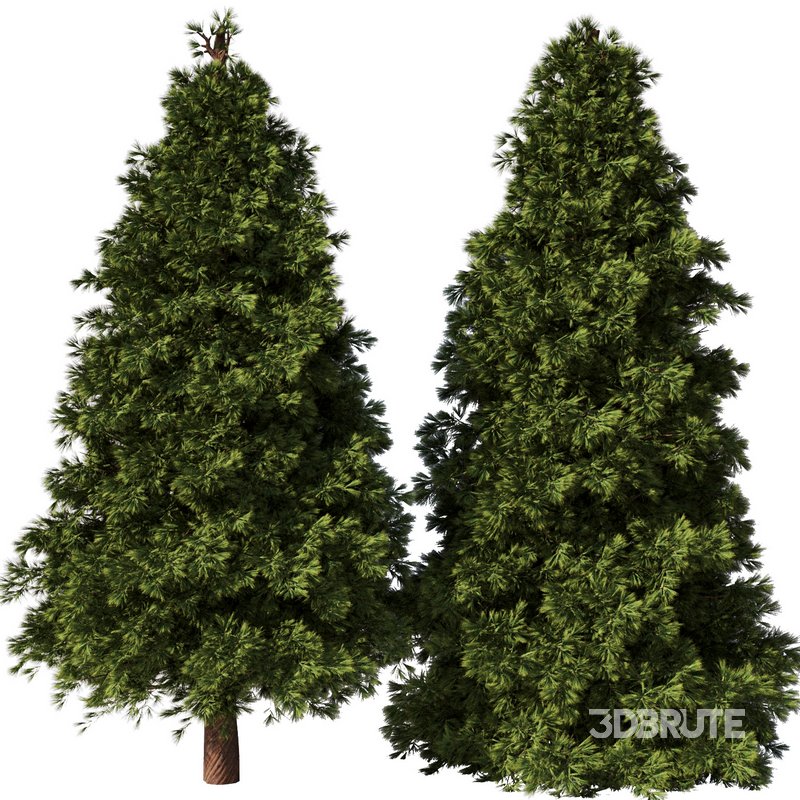 Pine Tree Set28 Image 1