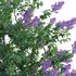 Syringa vulgaris – Common Lilac 04 - Thumbnail 4