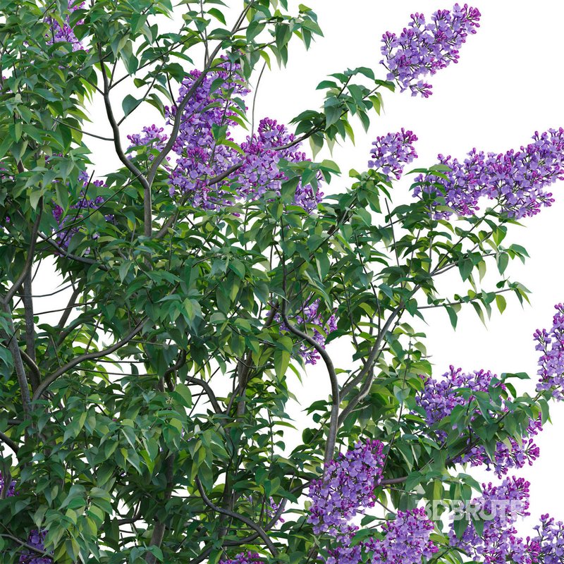 Syringa vulgaris – Common Lilac 04 Image 4