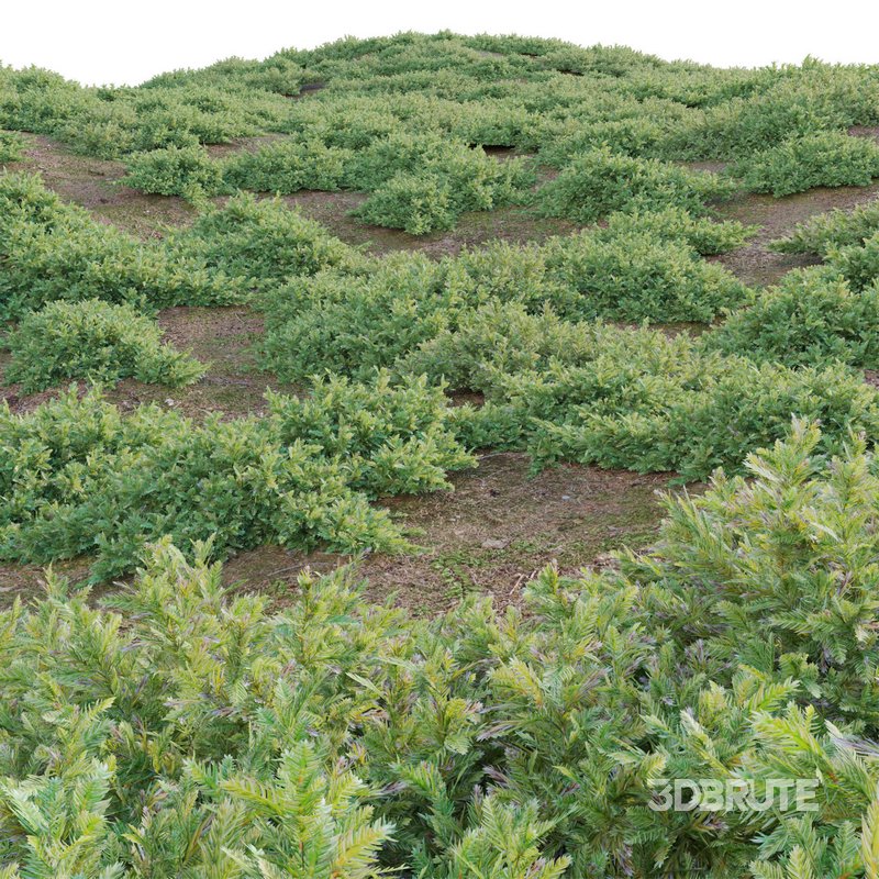 Juniperus procumbens – Garden Juniper 01 Image 3