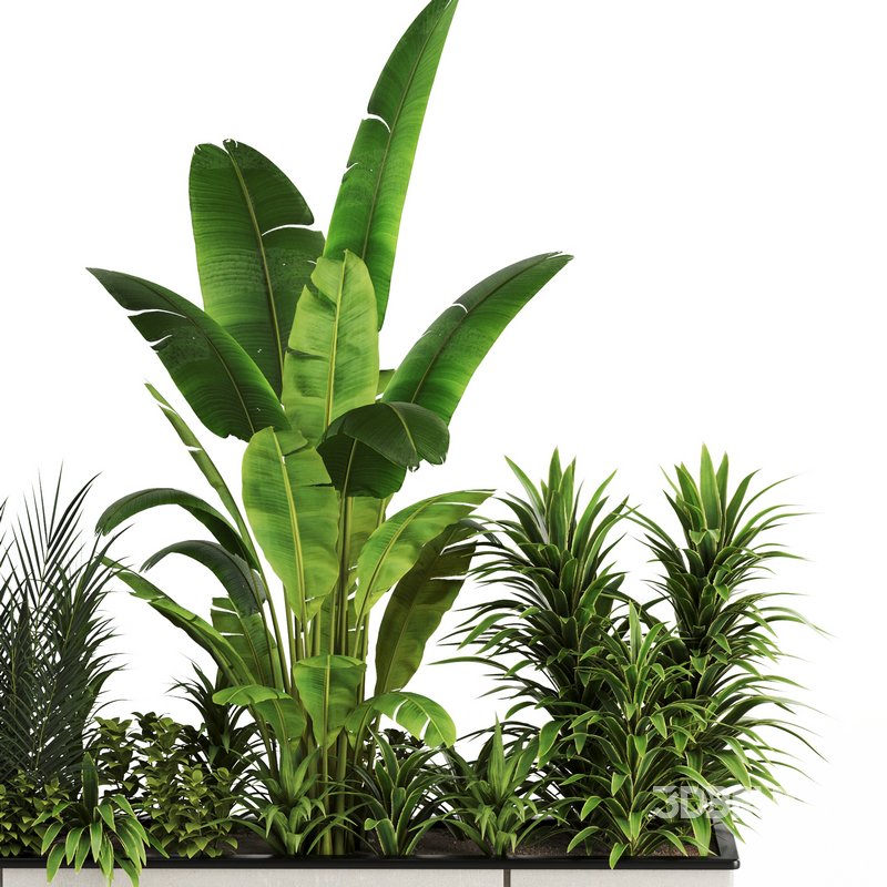 Indoorplants-Plants in Boxset150 Image 4