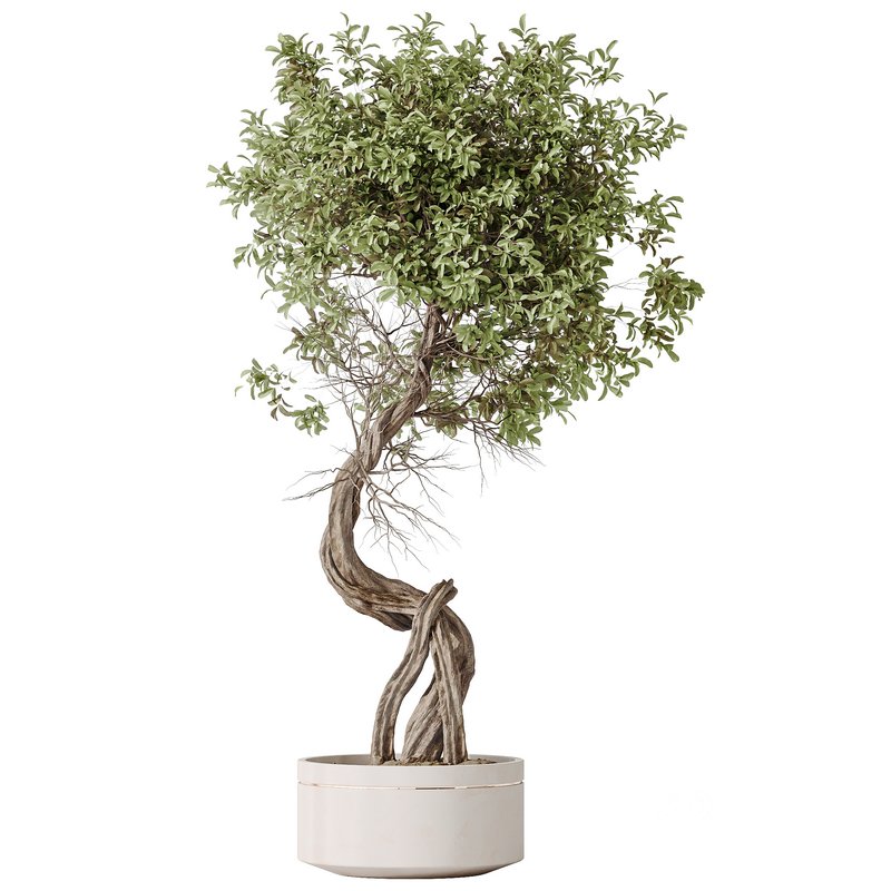AV Indoor plants set 145 Olive Artificial Olivo Olea Tree Image 2