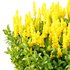 Argyrocytisus battandieri 09 - Thumbnail 2