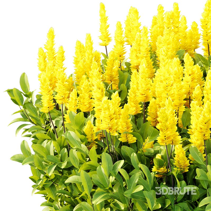 Argyrocytisus battandieri 09 Image 2