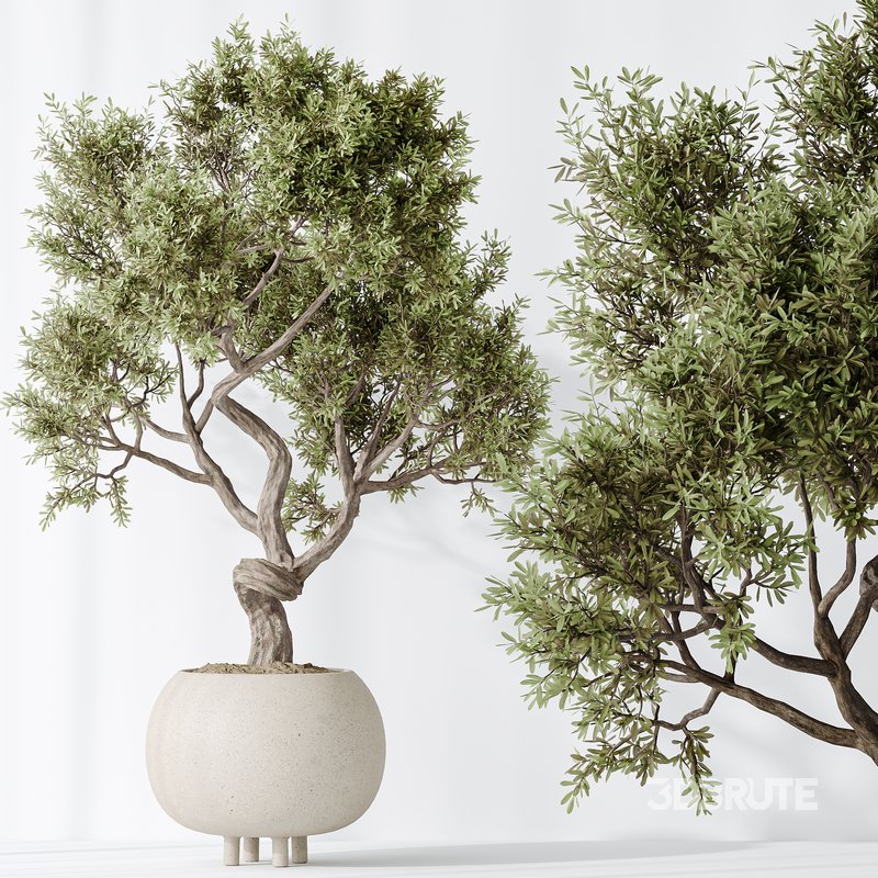 AV Indoor plants set 138 Ficus Retusa Microcarpa Bonsai Ginseng Image 6