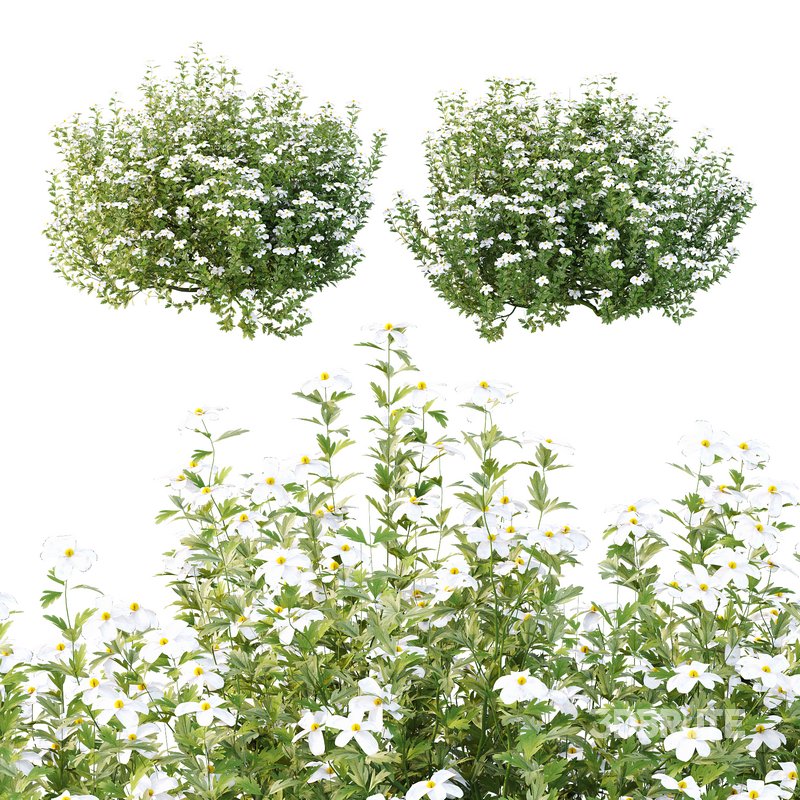 romneya coulter Plant 07 -2 Model Image 1