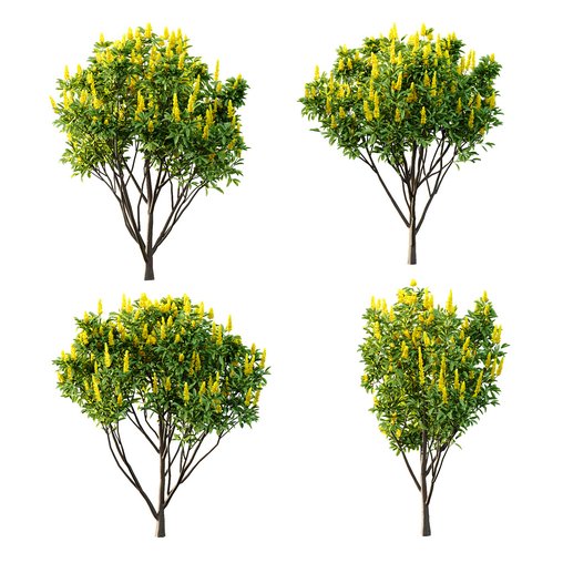 Argyrocytisus battandieri 10 -4 Plants